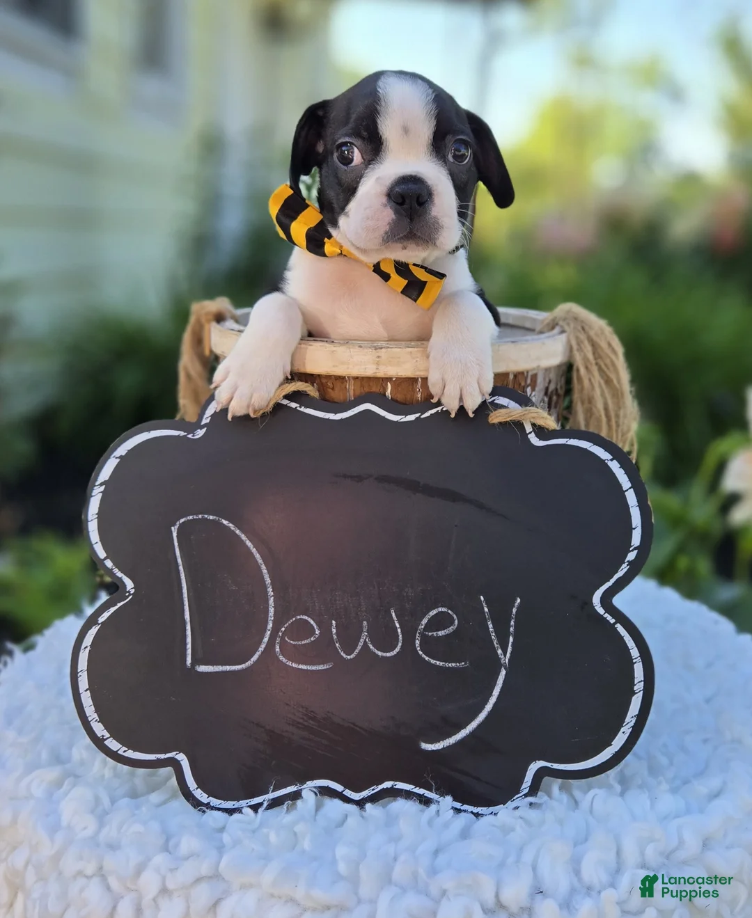 Boston Terrier dogs for sale: Dewey - Ad 6