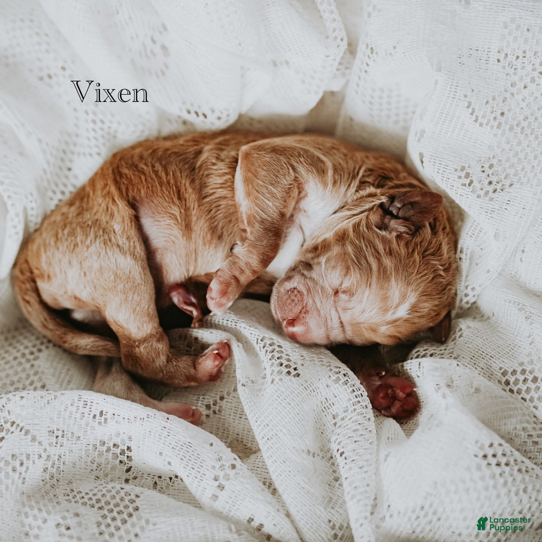 Standard Poodle dogs for sale: Vixen - Ad 2