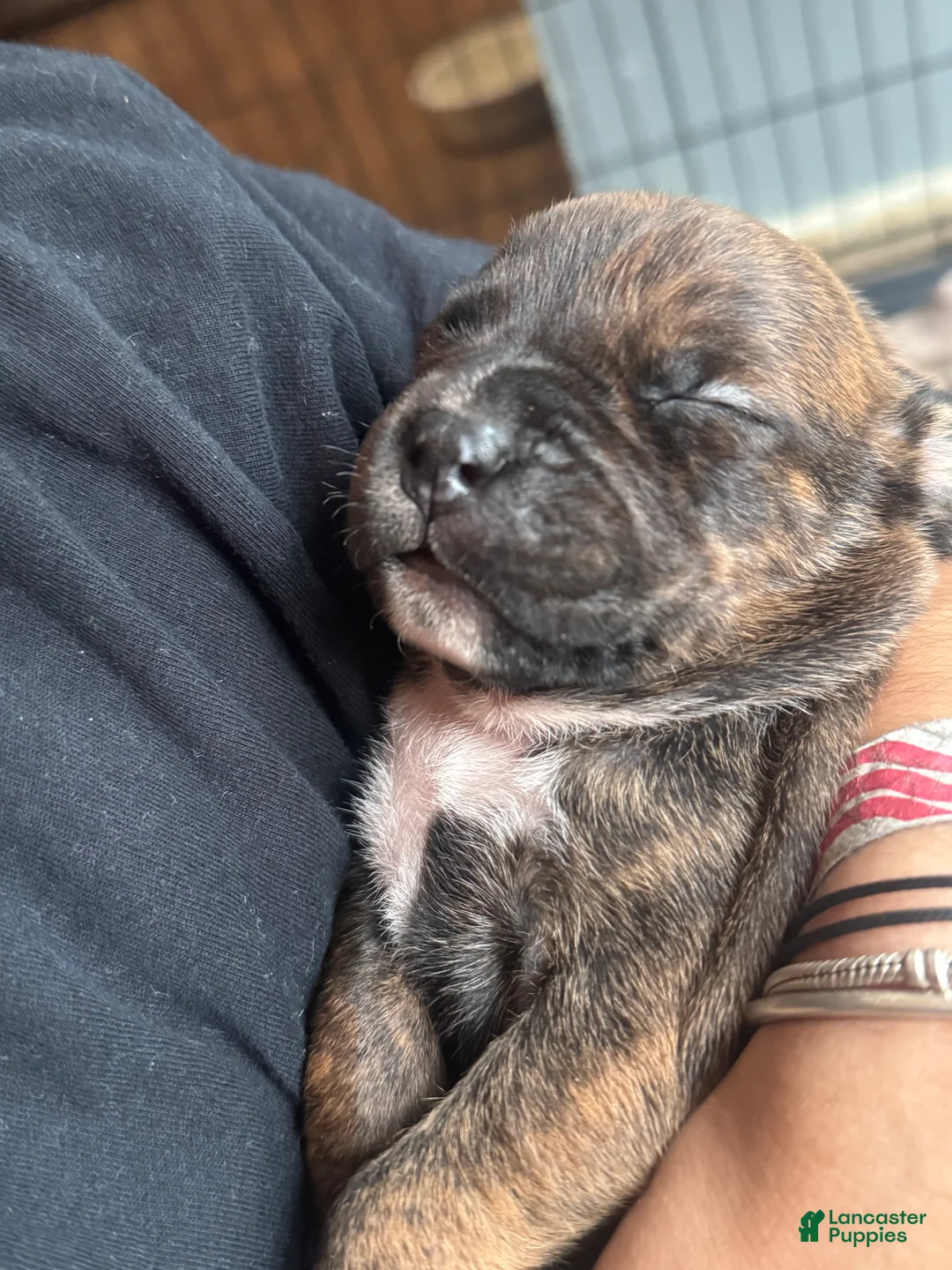 American Bully dogs for sale: American Bully 1 - Ad 2