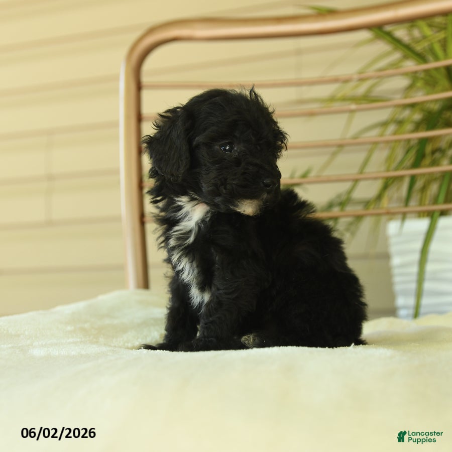 Miniature Poodle dogs Quinton - Ad 2
