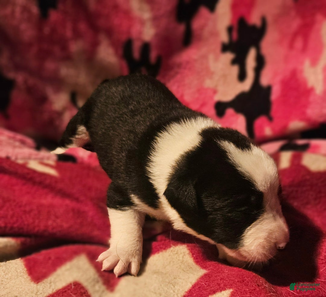 Border Collie dogs for sale: Friday - Ad 8