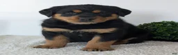 Mixed Breed dogs for sale: Rufus - Ad 10