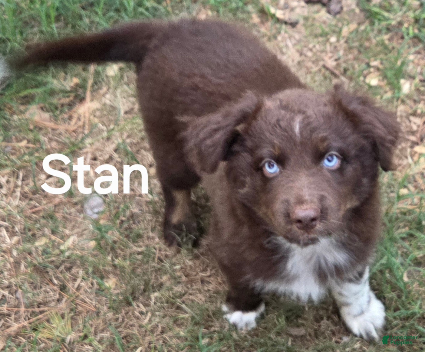Australian Shepherd dogs for sale: Stan - Ad 1