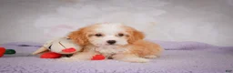 Mini Bernedoodle dogs for sale: Mandy - Ad 5