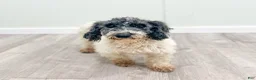 Miniature Poodle dogs for sale: Domino - Ad 7