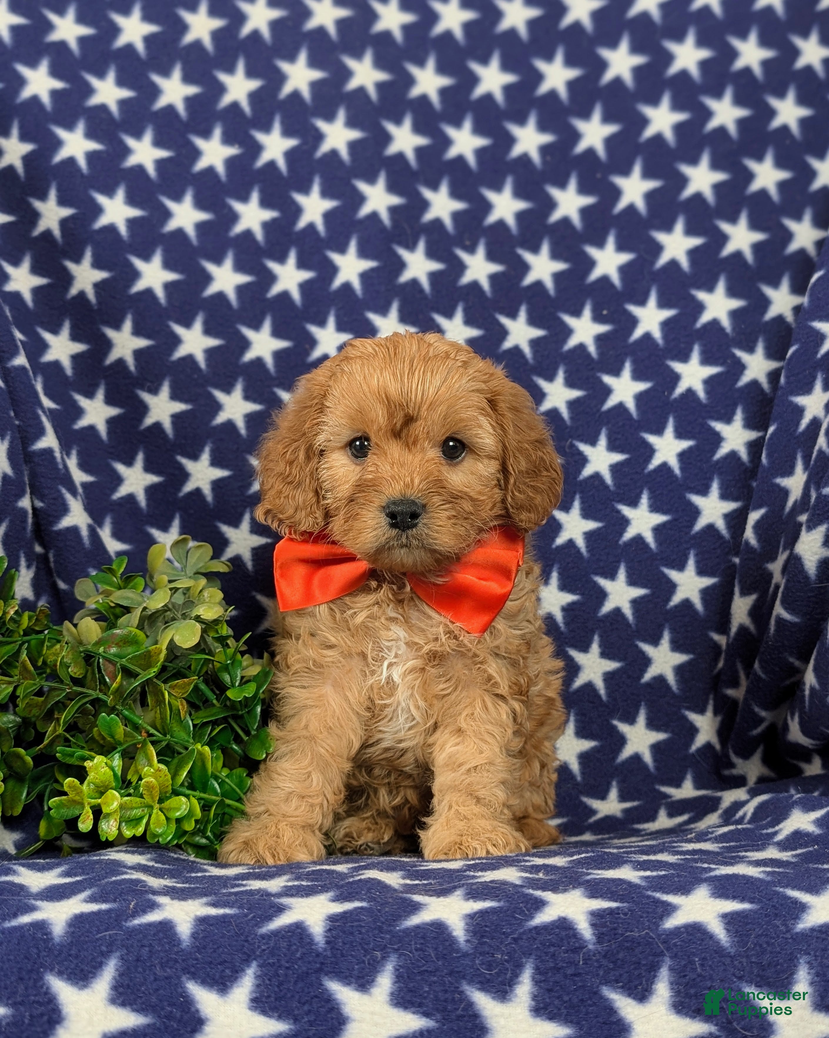 Cavapoo dogs Enzo - Ad 1