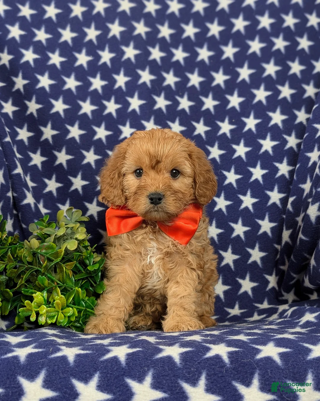 Cavapoo dogs for sale: Enzo - Ad 1