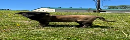 Belgian Malinois dogs for sale: Roxy❤️🐾AKC Registered🐾❤️❤️Text 717-202-9120 - Ad 3