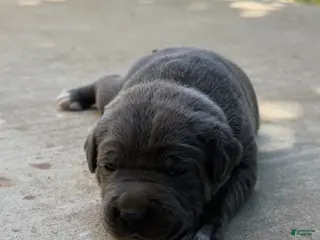 Cane Corso dogs for sale: Yellow - Ad 1