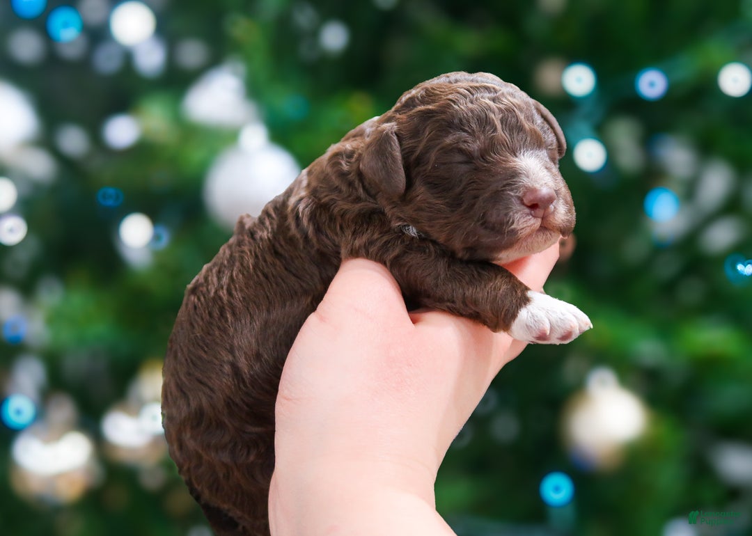 Lagotto Romagnolo dogs for sale: male 2 - Ad 2