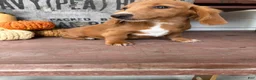 Miniature Dachshund dogs for sale: Ella - Ad 4