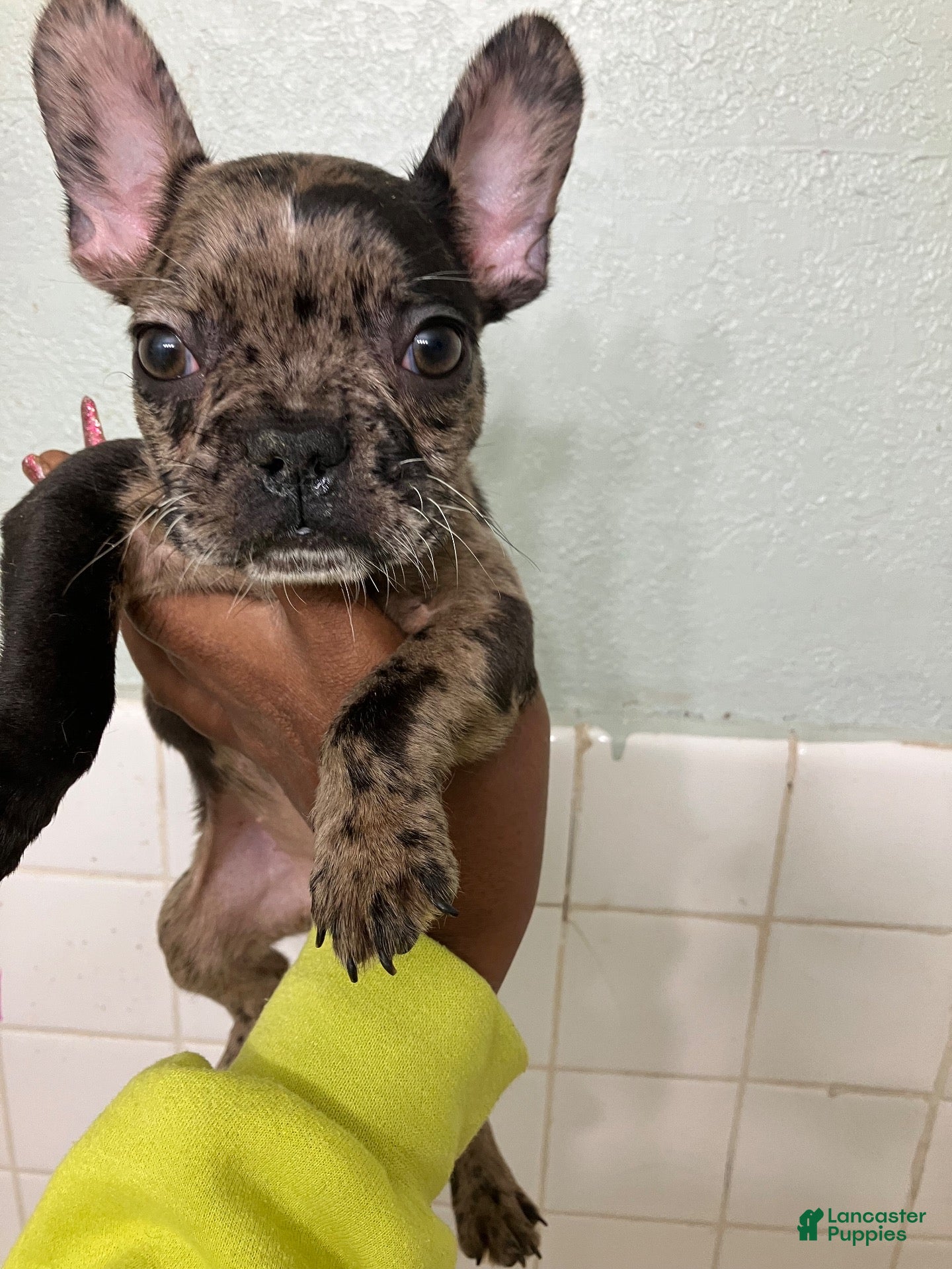 French Bulldog dogs for sale: French Bulldog 1 - Ad 39