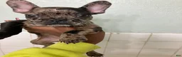 French Bulldog dogs for sale: French Bulldog 1 - Ad 1