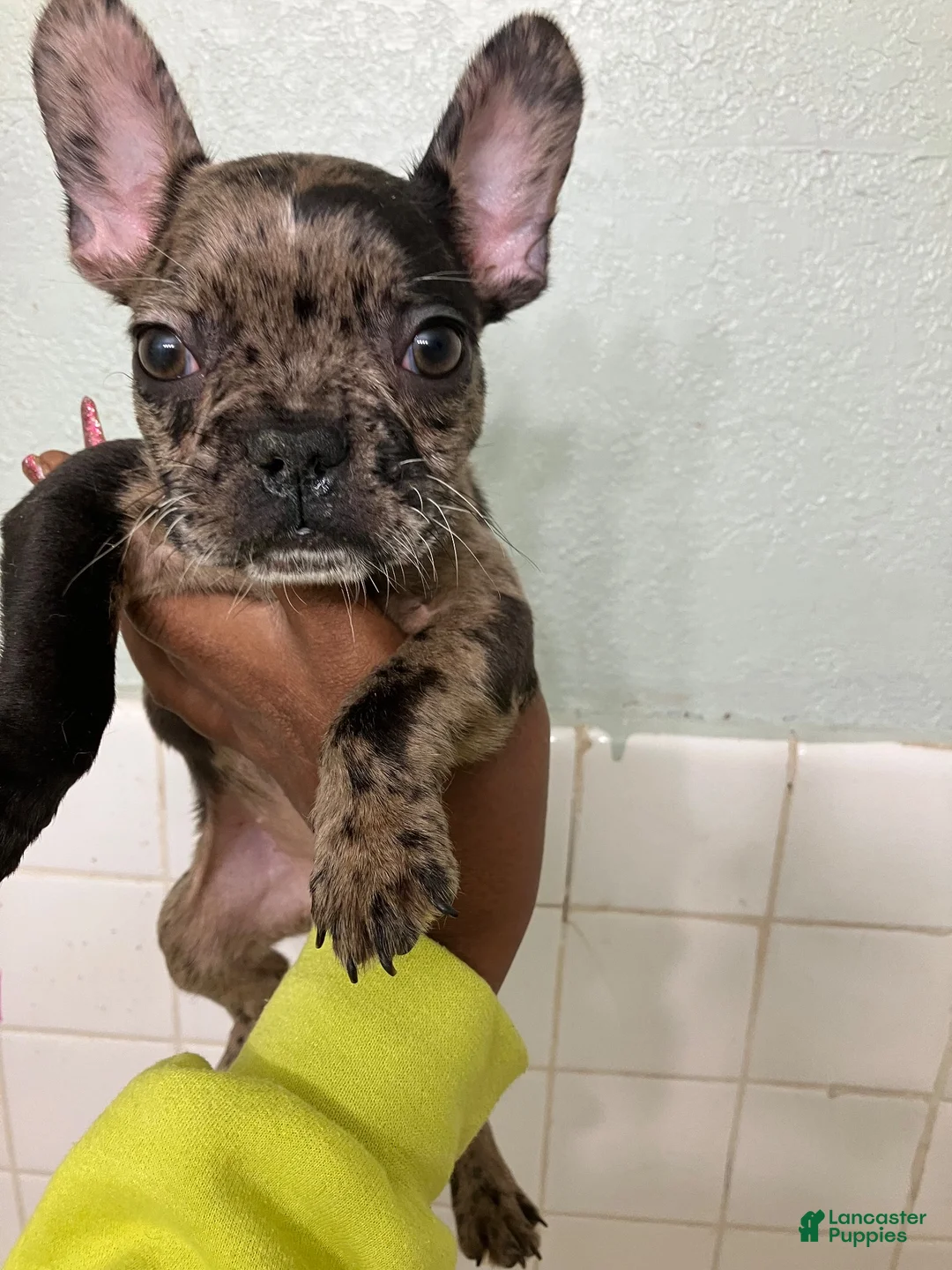 French Bulldog dogs for sale: French Bulldog 1 - Ad 1