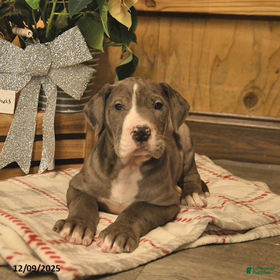 Great Dane dogs Arrow  - Ad 10