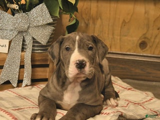 Great Dane dogs Arrow - Ad 24