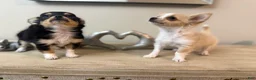 Chihuahua dogs for sale: AKC Luna - Ad 7