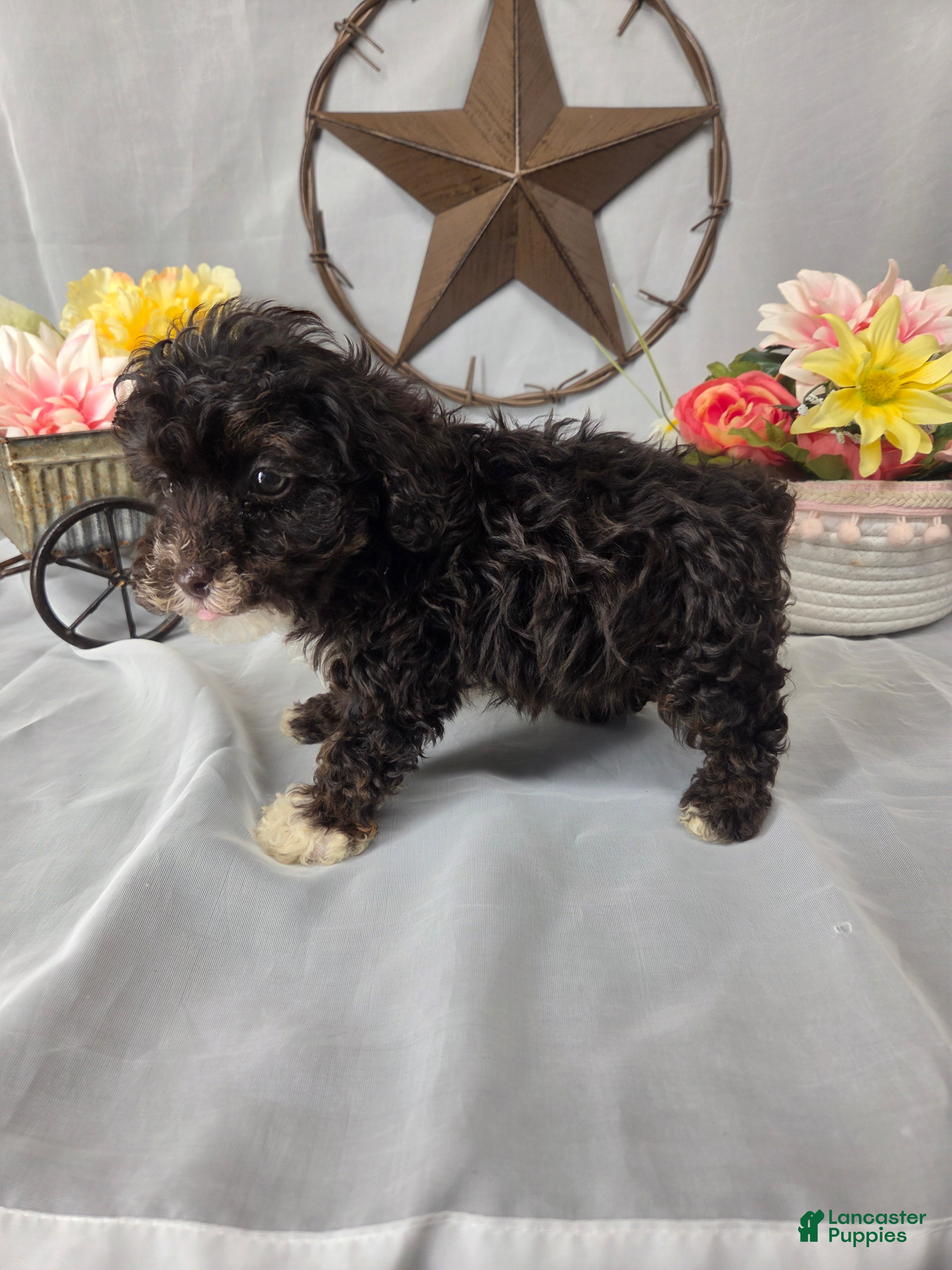 Miniature Poodle dogs Coco - Ad 2
