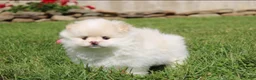 Pomeranian dogs for sale: Lola - Ad 12