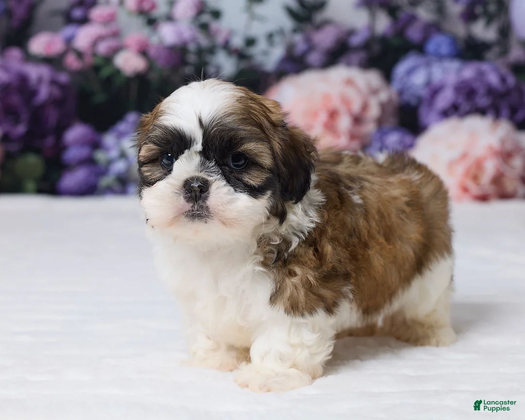 Shih Tzu dogs for sale: Rambo - Ad 5