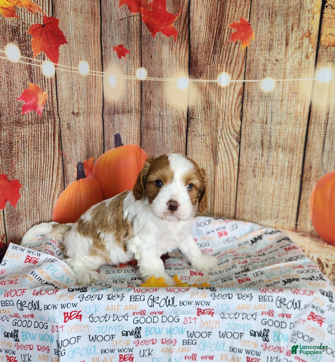 Cavapoo dogs for sale: Leo - Ad 1