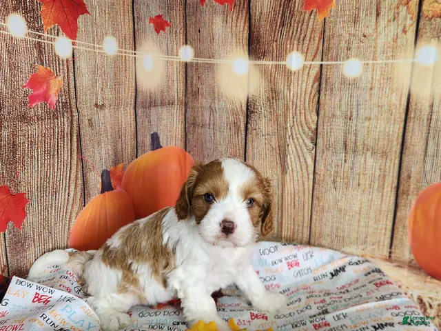 Cavapoo dogs for sale: Leo - Ad 1