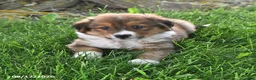 Mixed Breed dogs for sale: Ryder - Ad 2