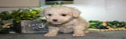 Cavapoo dogs for sale: Marsha - Ad 2