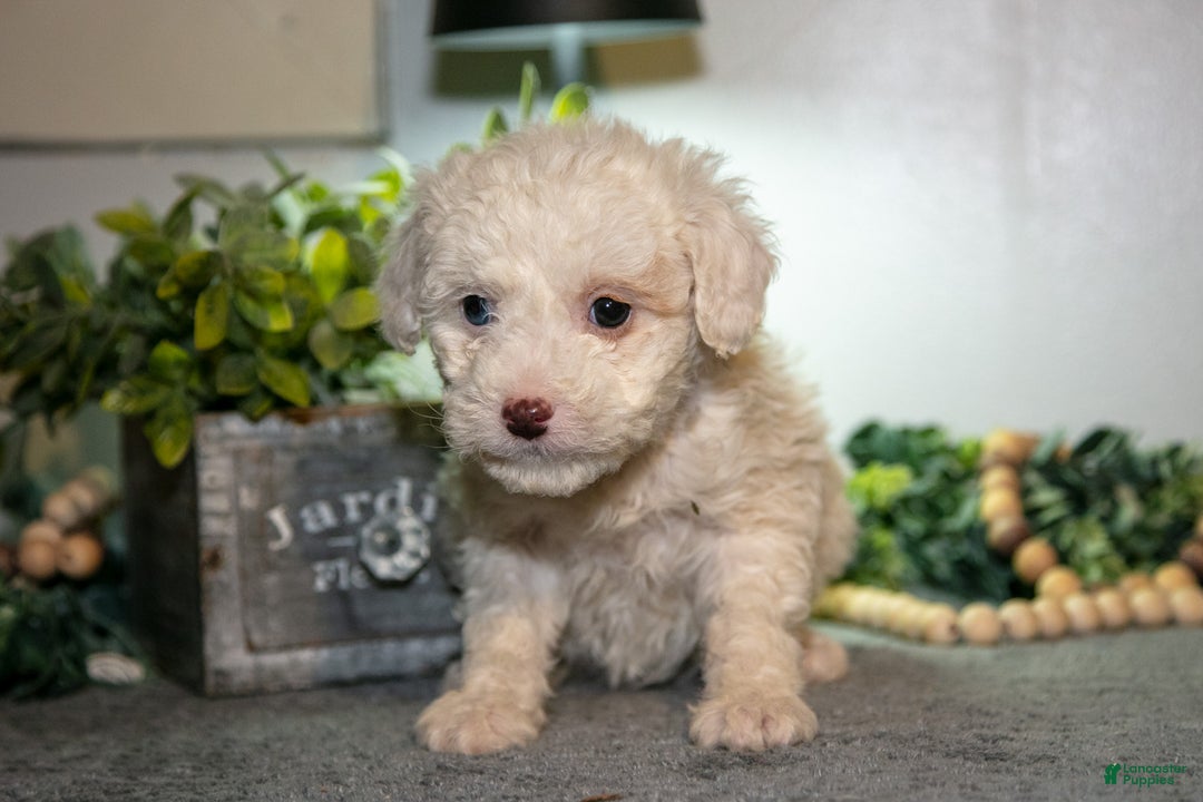Cavapoo dogs for sale: Marsha - Ad 2