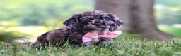 Cocker Spaniel dogs for sale: Gabby - Ad 7