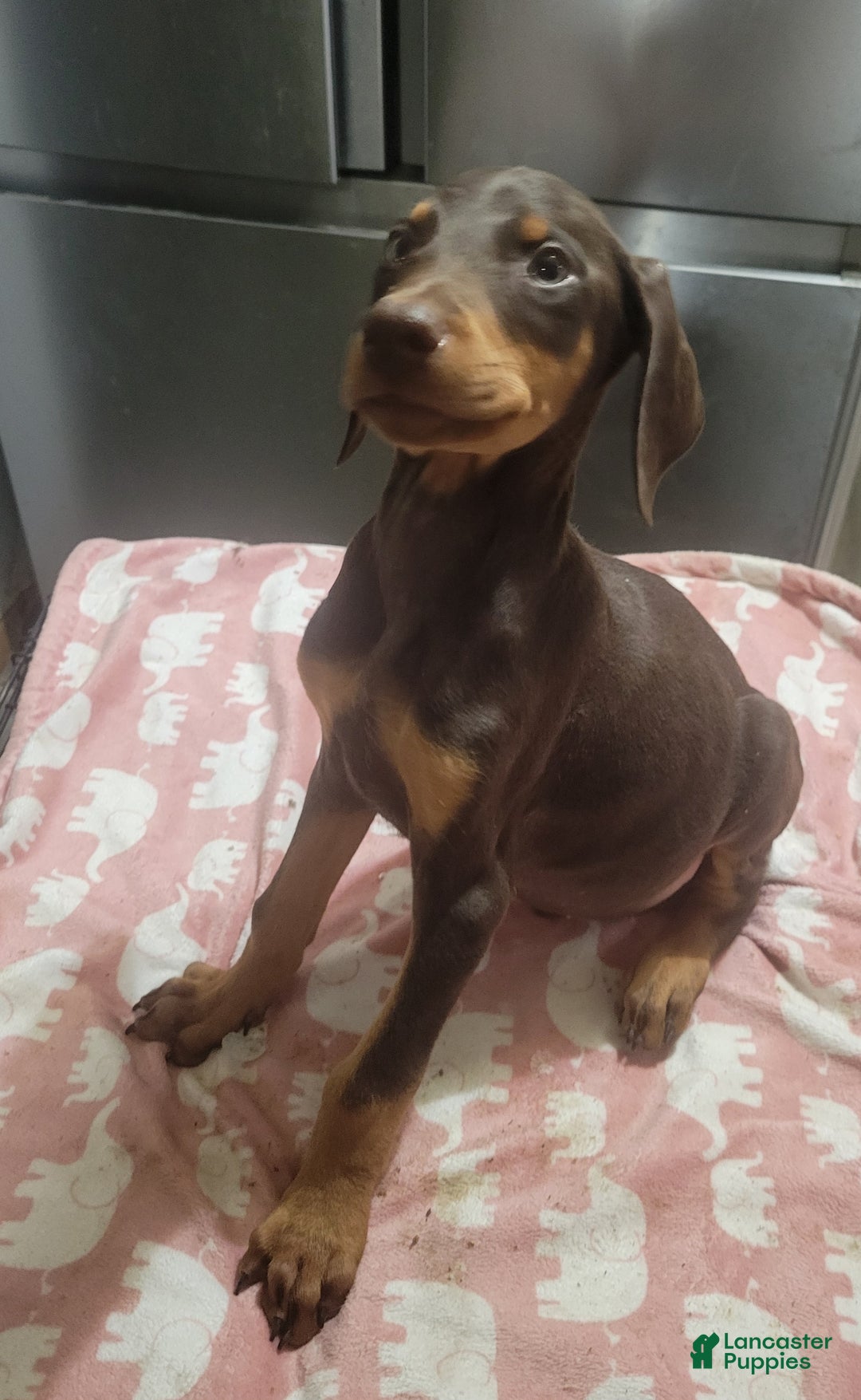 Doberman Pinscher dogs for sale: Doberman puppy 1-3 - Ad 5