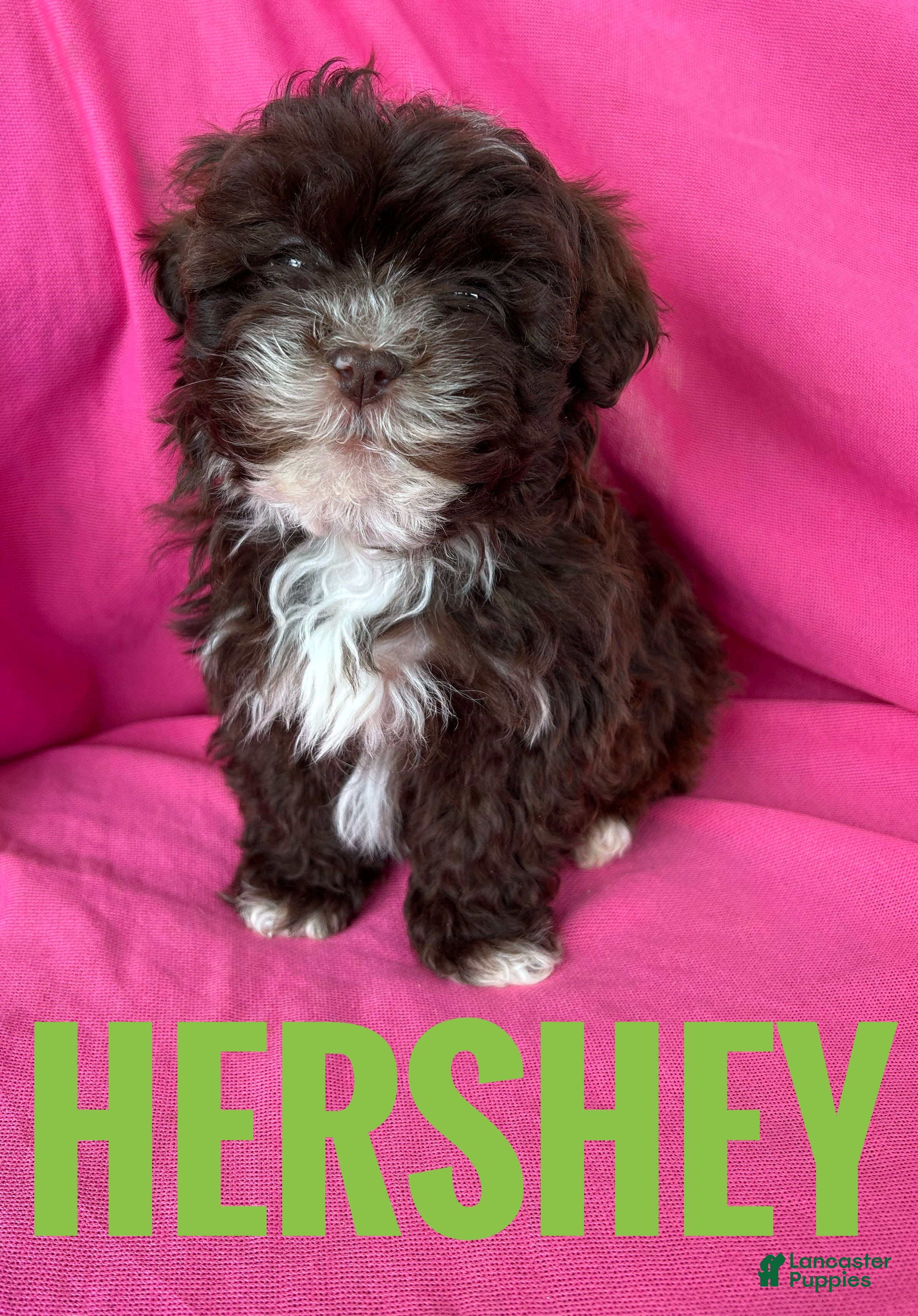 Shihpoo dogs Hershey - Ad 1