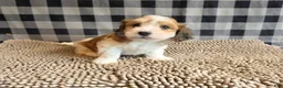 Mixed Breed dogs for sale: Ben - Ad 5