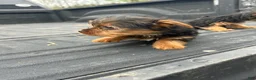 Yorkshire Terrier dogs for sale: Dave - Ad 3