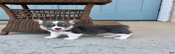 Welsh Corgi Pembroke dogs for sale: Sparky - Ad 2