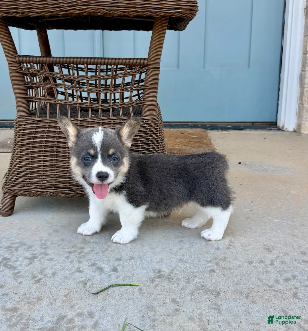 Welsh Corgi Pembroke dogs for sale: Sparky - Ad 2