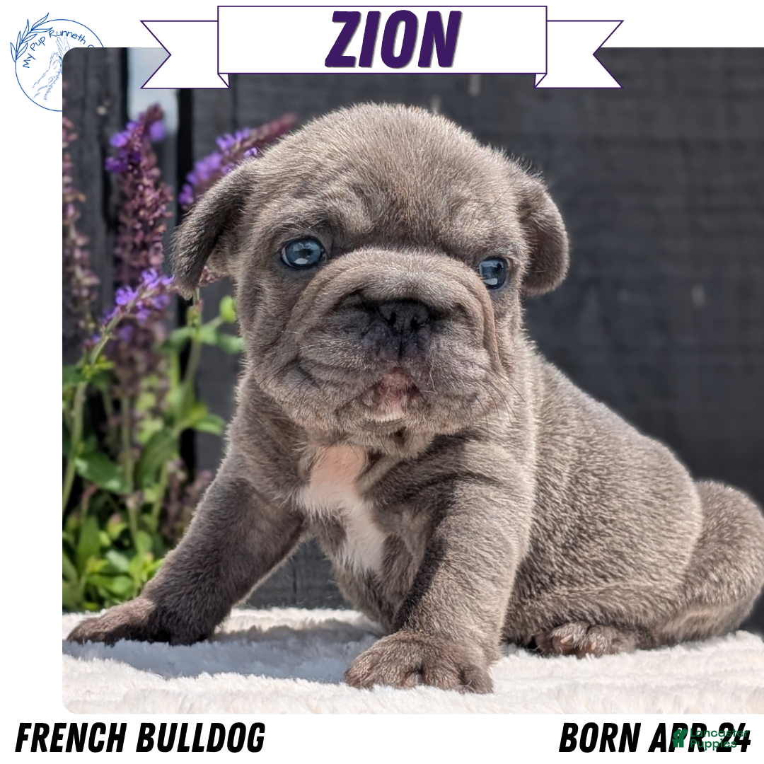 French Bulldog dogs for sale: Zion - Ad 2