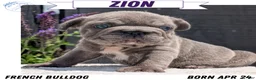 French Bulldog dogs for sale: Zion - Ad 1