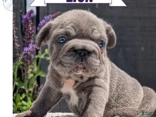 French Bulldog dogs for sale: Zion - Ad 2