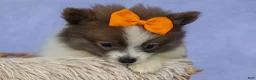 Pomeranian dogs for sale: Easton🐾 - Ad 5