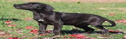 Great Dane dogs for sale: Great Dane Puppy 5 - Ad 5
