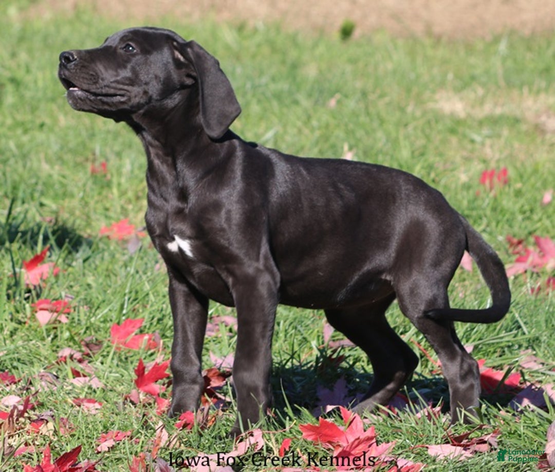 Great Dane dogs for sale: Great Dane Puppy 5 - Ad 5