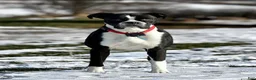 Boxer dogs for sale: REMINGTON - Ad 6