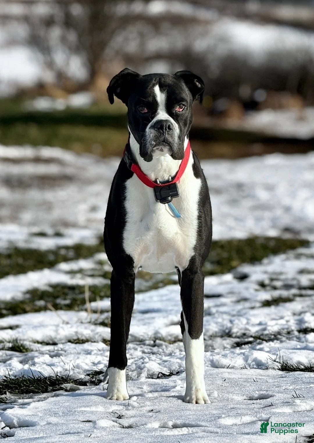 Boxer dogs for sale: REMINGTON - Ad 6