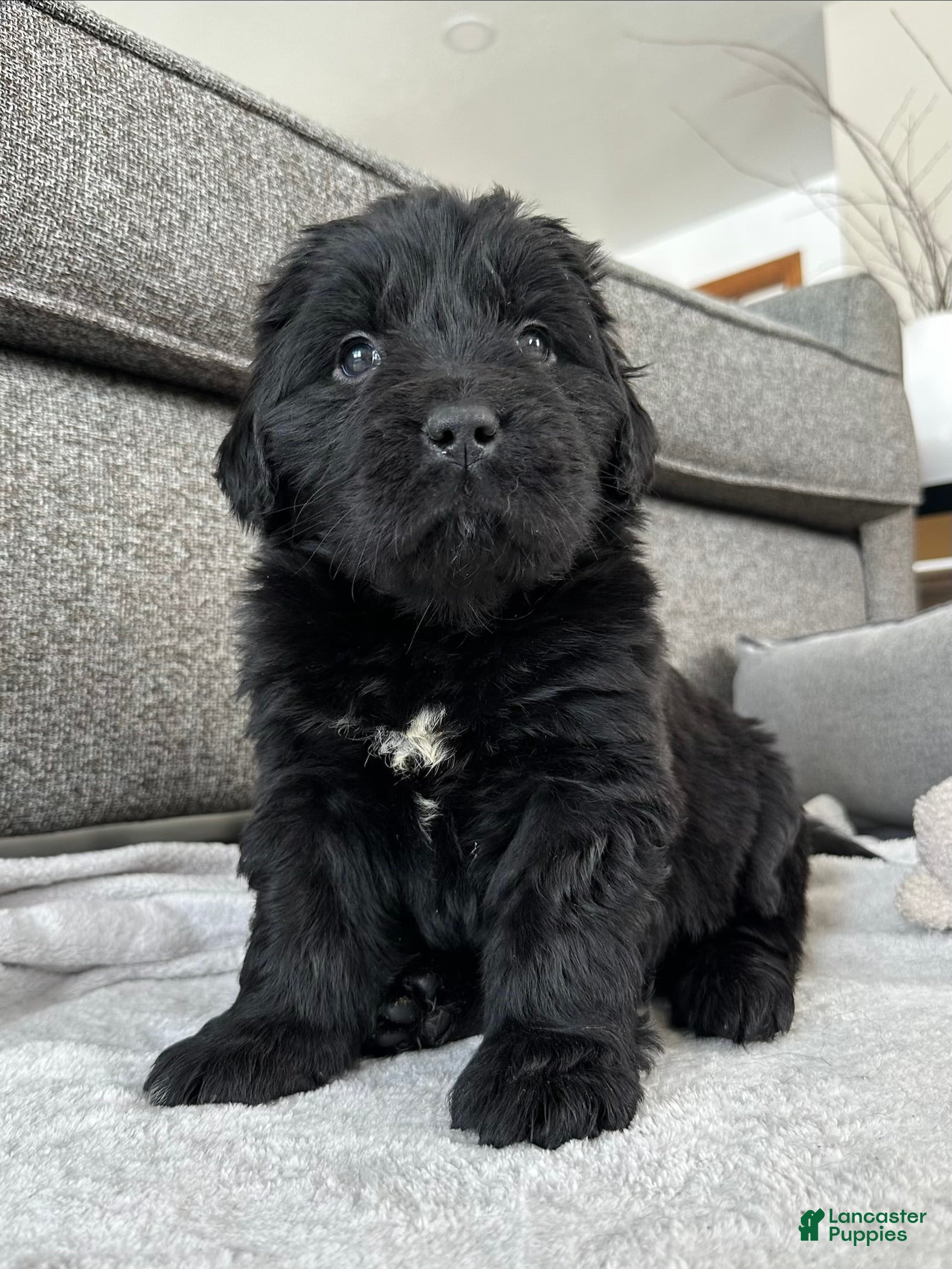 Newfoundland dogs AKC,OFA,CH, “ Lillie”  - Ad 1