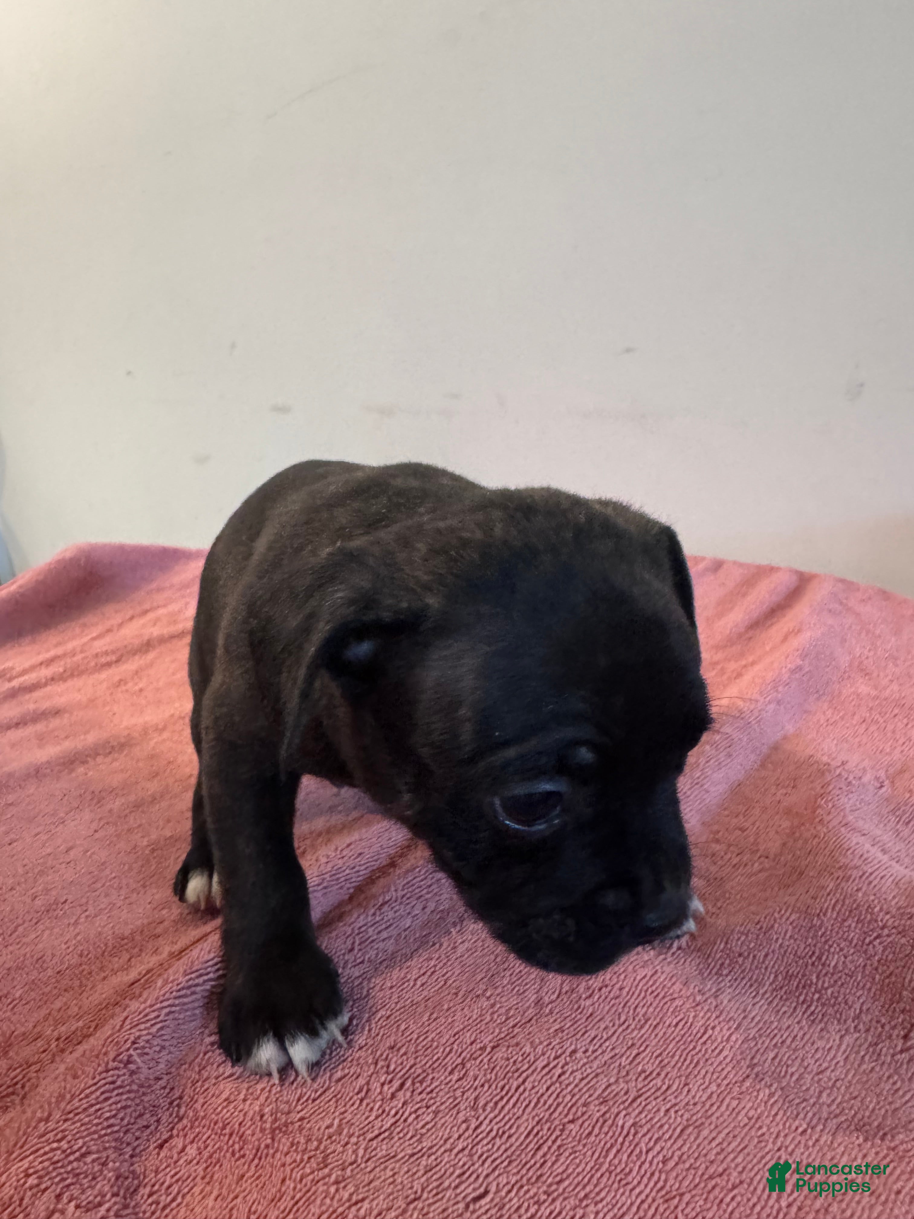 Mixed Breed dogs Brownie 🐾🤎 - Ad 41