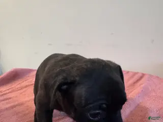 Mixed Breed dogs Brownie 🐾🤎 - Ad 41