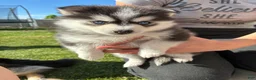 Pomsky dogs for sale: Nova Mini Pomsky - Ad 4