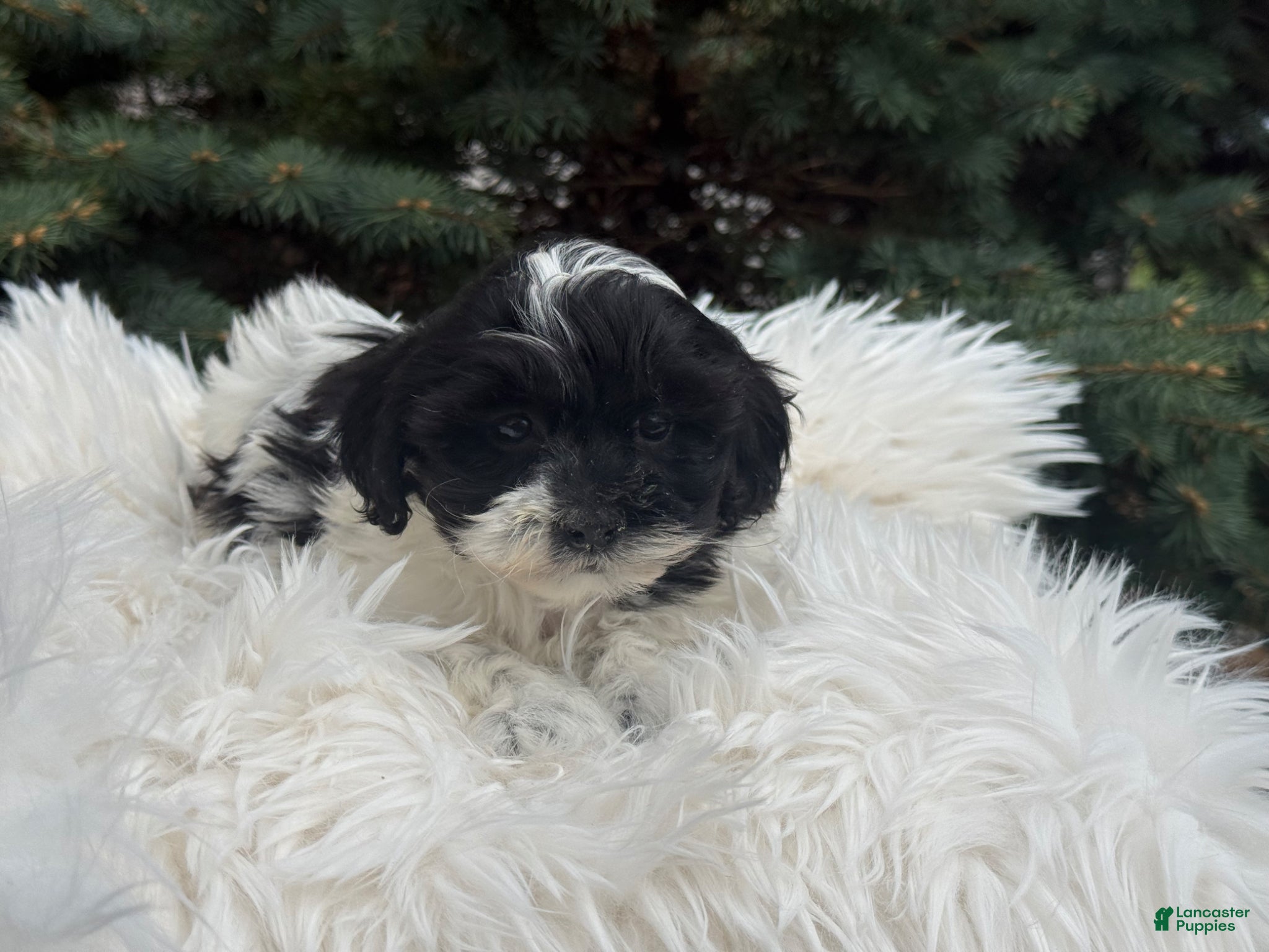Shihpoo dogs Sage - Ad 2