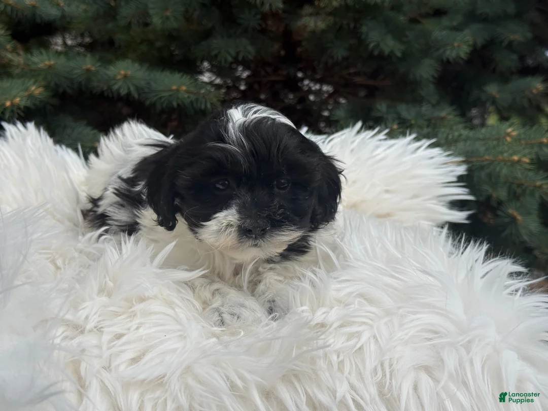 Shihpoo dogs for sale: Sage - Ad 2